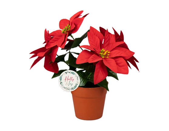 Red Poinsettia in Plastic Pot 23cm