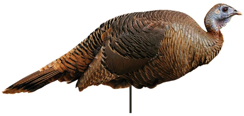 MONTANA DECOY TKY SPRING FLING HEN 2D
