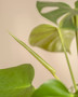 Monstera