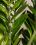 A plant that usually sleeps when planted.