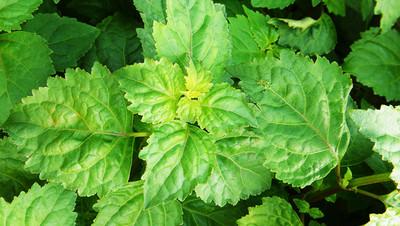 All About Patchouli 