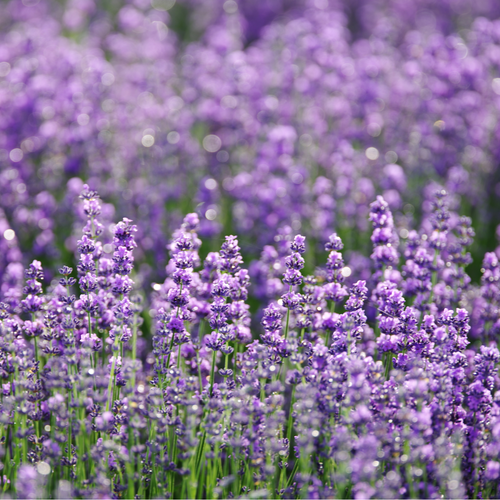 lavender oil, bulgarian lavender oil, iso quality lavender oil