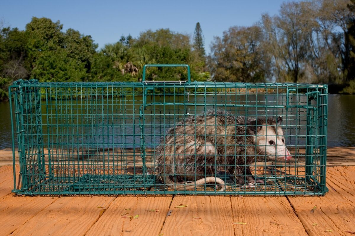 Critter Traps & Cages