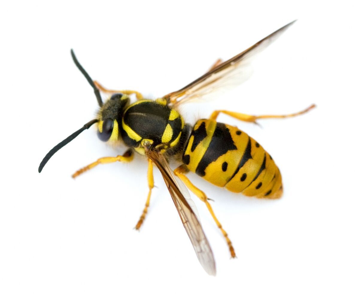 Flying Insect - Wasp & Hornet