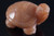 1.5" Peach Jade Turtle Carving Collectible (Measure 35x25x18mm) [yc10]