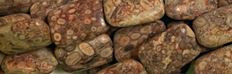 13x18mm Fossil Jasper Rectangle Beads w330 15.5" [v1718]