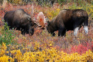 Maine Moose Hunting Maine Moose Hunting