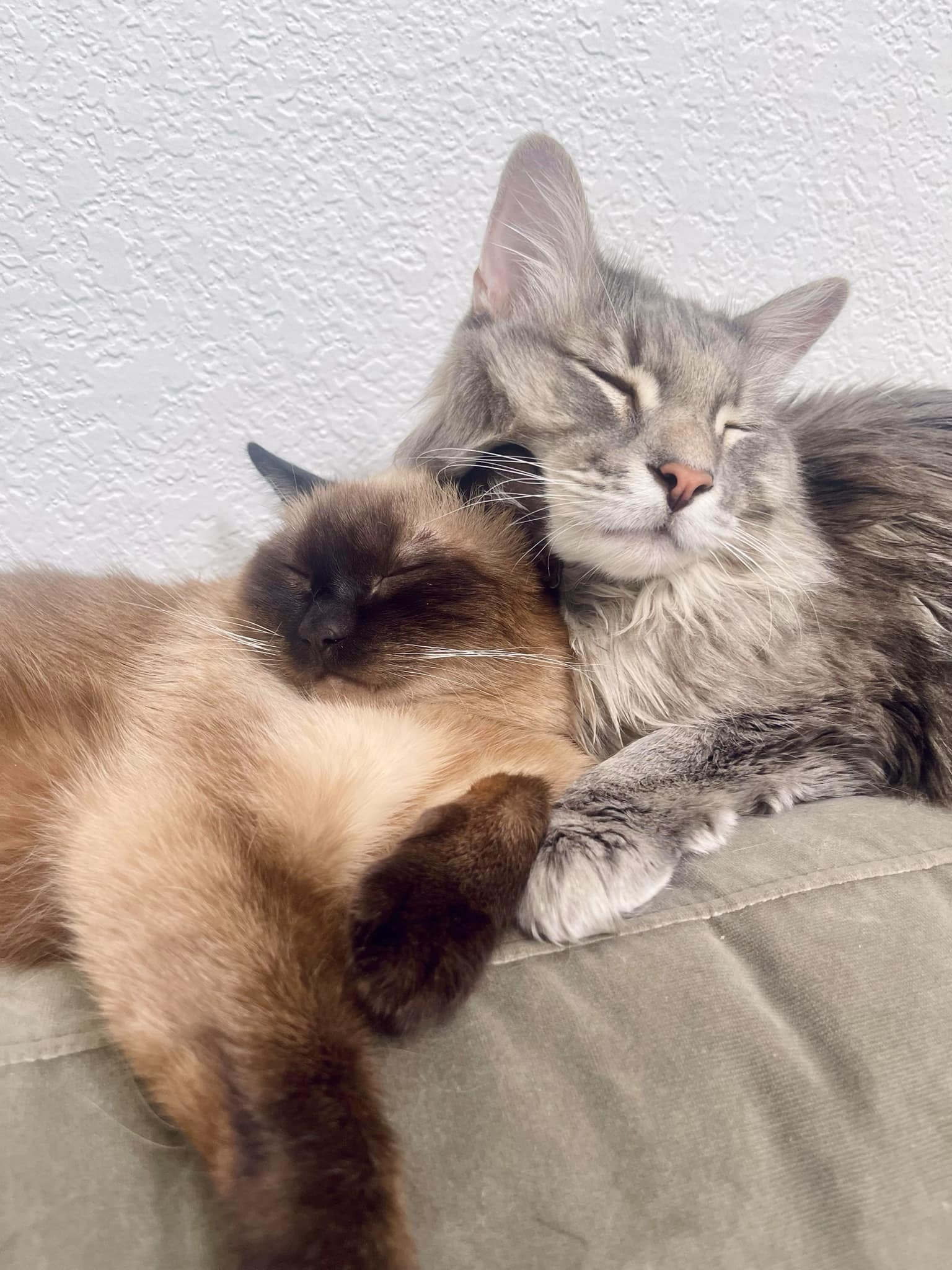 Baxter and Leo, the shop's biggest supporters