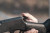 Grovtech Hammer Extension Ruger Blackhawk. H&R Topper. New England Firearms Handi Rifle