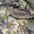 SKRE Guardian Late Season Bib
