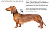 Measure your dachshund