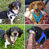 Dachshund Plush No Choke Dog Harness 