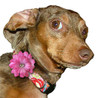Dog Silk Collar Flowers