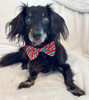 Christmas Dog Bow Ties Christmas Dog Bow Ties