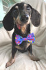 Balloon Dogs Bow Tie