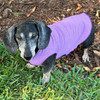 Sun Shield Dog Tank Tee