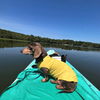 Sun Shield Dog Tank Tee