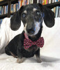 Heartthrob Dachshund Dog Bow Tie