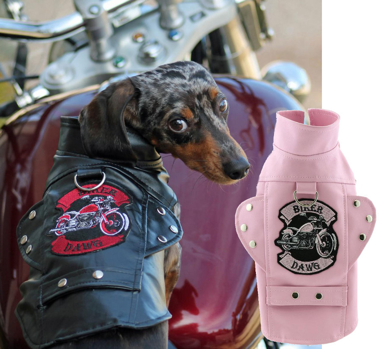 biker jacket dog