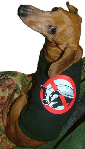 Badger Busters Dachshund Dog Tank