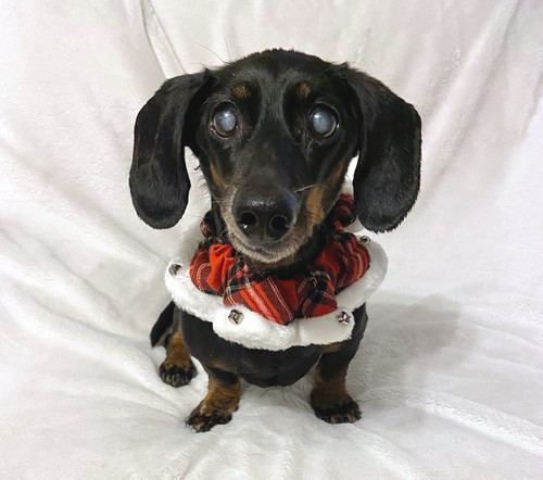 Red Tartan Christmas Jingle Bells Dog Collar Red Tartan Christmas Jingle Bells Dog Collar