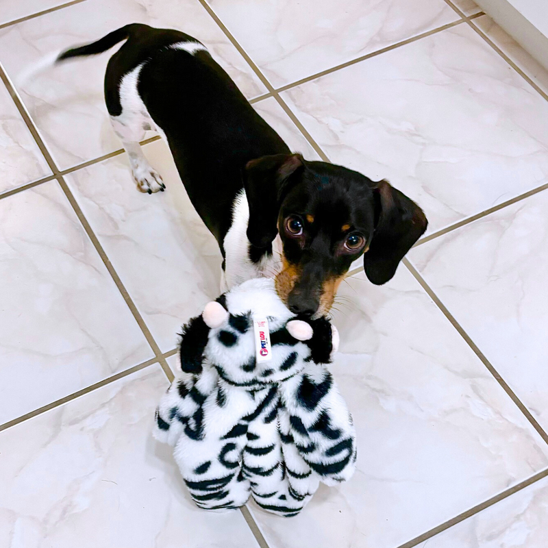 Farm Crinkle Critters Dog Toy