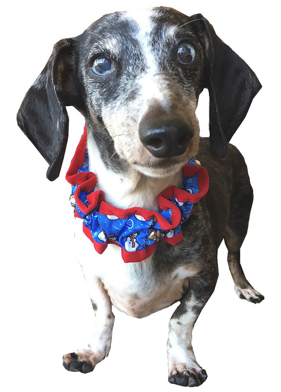 Frosty the Snowman Scrunchie Dog Collar