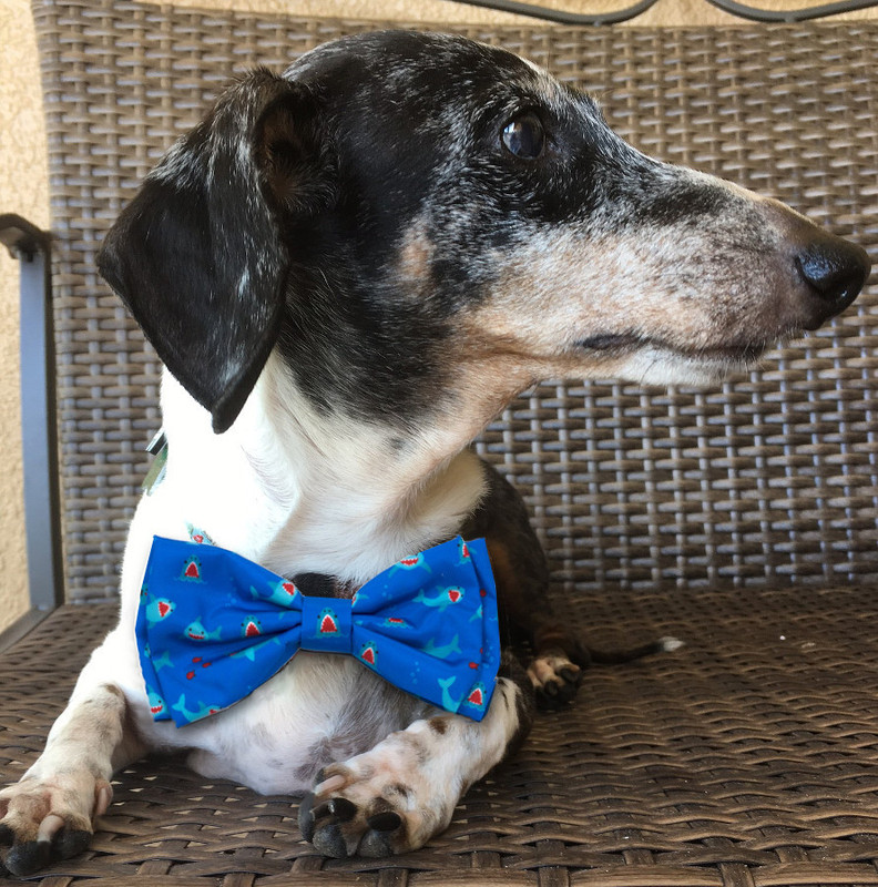 Shark Chomp Bow Tie What's Up Dox