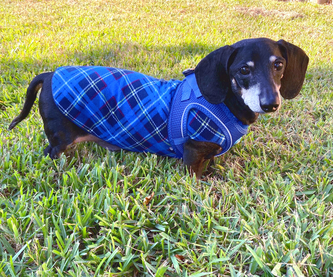 weenie dog sweaters