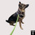 Big Dawg Tactical Leash