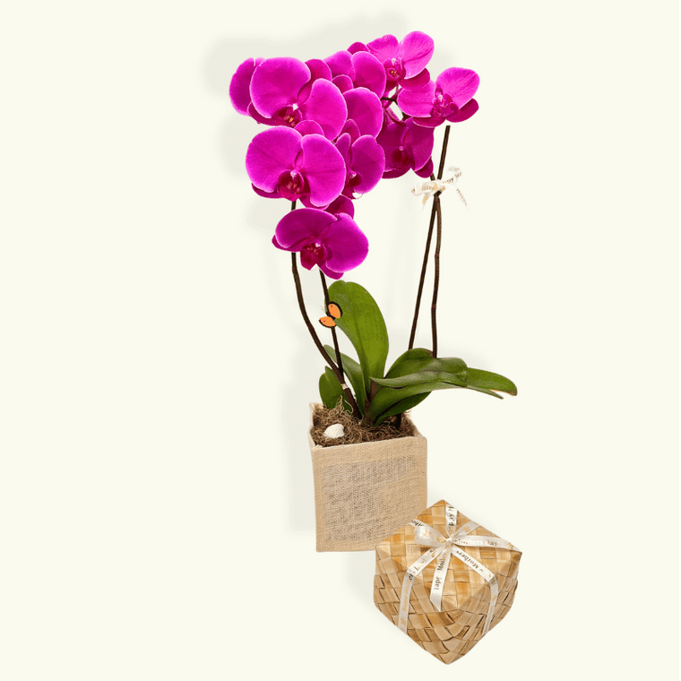 pink orchid and box