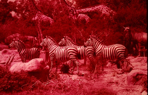 Disneyland 35mm AFRICAN VELDT Souvenir Slide PANA-VUE (Vintage) VP31A1