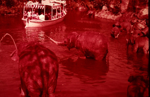 Disneyland 35mm ELEPHANT POOL Souvenir Slide PANA-VUE (Vintage) VP316
