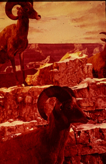 Disneyland 35mm BIGHORN SHEEP Souvenir Slide PANA-VUE (Vintage) VP202