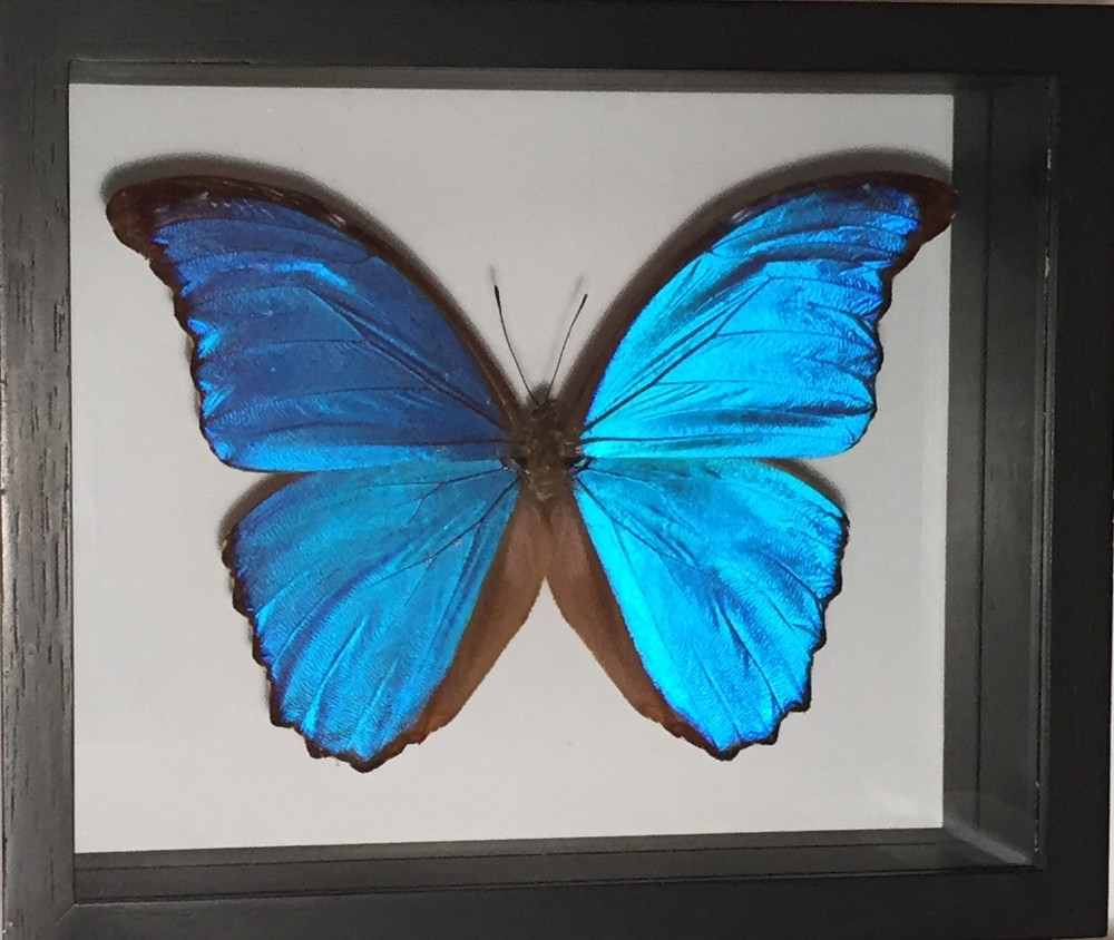 Morpho Didius Butterfly, Shadow Box, South America