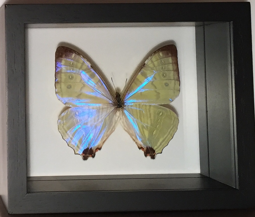 LIght Pearl Morpho Butterfly Shadow Box, Peru