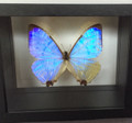 LIght Pearl Morpho Butterfly Shadow Box, Peru