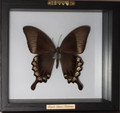 Papilio Blumei Butterfly Shadow Box, Indonesia