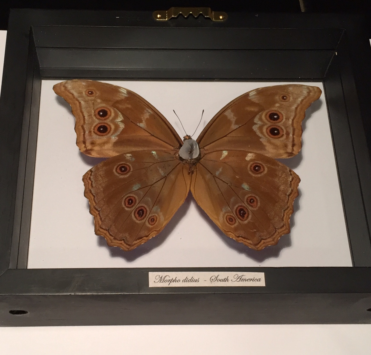 Morpho Didius Butterfly, Shadow Box, South America - Mima's Of