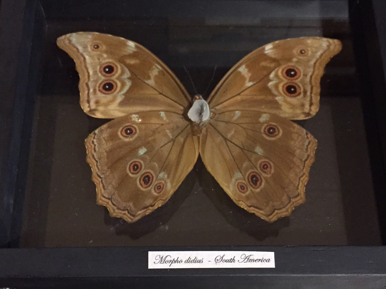 Morpho Didius Butterfly, Shadow Box, South America - Mima's Of
