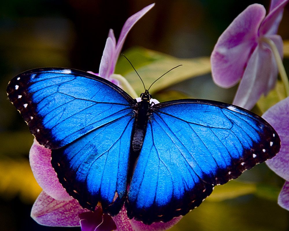 blue-morpho.jpg