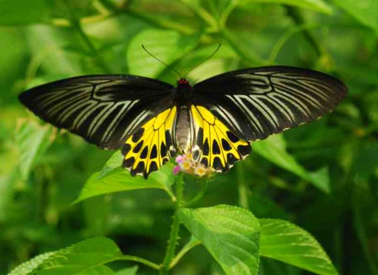 common-birdwing.jpg