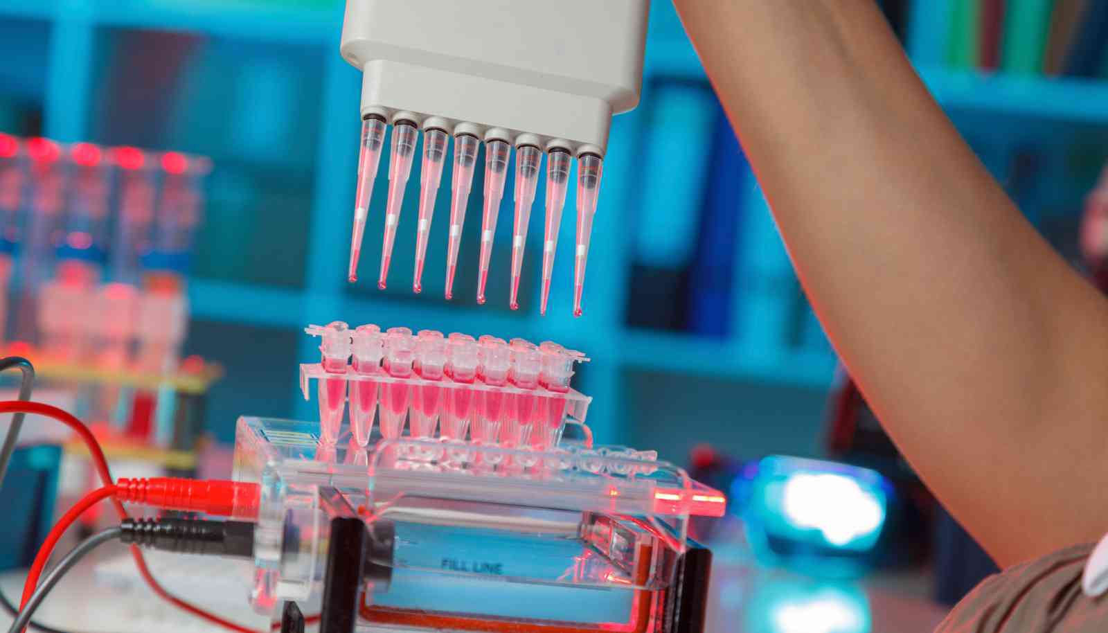 Gel Electrophoresis Systems