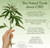 5.5 oz. Orange Blossom Honey 550 mg Broad Spectrum CBD Hand & Body Lotion