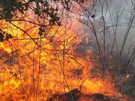 Bushfire Protection: How Roller Shutters Can Keep You Safe