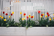 Garden Fencing: Everything You Need to Know