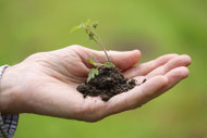 Essential Garden Supplies and Tools Every Home Gardener Needs