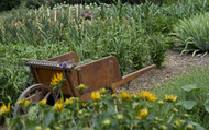 How to Keep Your Sydney Garden Thriving Year-Round