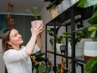 Vertical Indoor Gardens: Maximizing Space in Small Homes