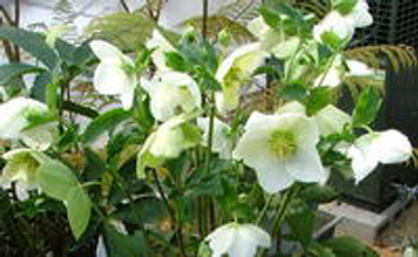 Why are my hellebores green? 